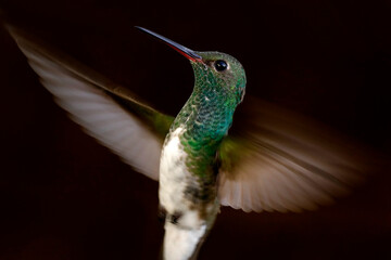 Hummingbird © Mrio