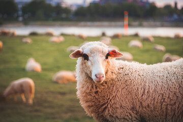 Wolliges Schaf mit Herde auf einer Wiese in der Stadt