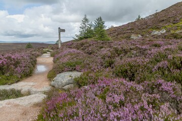Route through a heather field to Mither Tap of Bennachie in Aberdeenshire, Scotland, UK