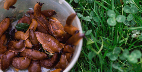 Close-up of the Spanish slug Arion lusitanicus in a bucket. Big slimy brown snails crawling around the garden. The invasion damages the leaves and crops. Collection of invasive species.