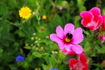 Bl&uuml;te, Hummel, Blumen, Insekt, Bl&uuml;ten