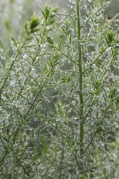 Closeup of virgate wormwood with droplets of morning dew