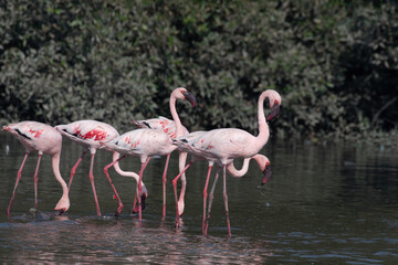 Fototapeta na wymiar A flock of lesser flamingo (Phoeniconaias minor) seen in the wetlands near Airoli in New Bombay in Maharashtra, India