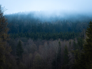 Deep forest hidden in the morning mist. Cool atmosphere morning in the woods between the trees.