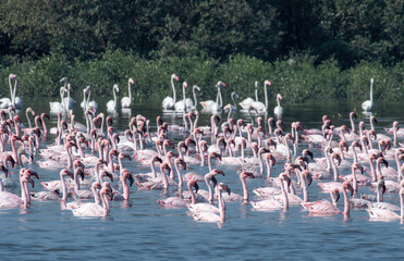Naklejka premium A big flock of lesser flamingo (Phoeniconaias minor) seen swimming in the wetlands near Airoli in New Bombay in Maharashtra, India 