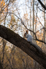 Squirrel on the branch of the tree in autumn forest