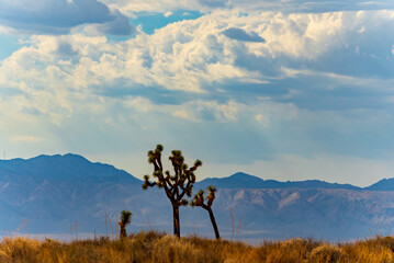Fototapeta premium Joshua Tree on a cloudy day in the Mojave desert