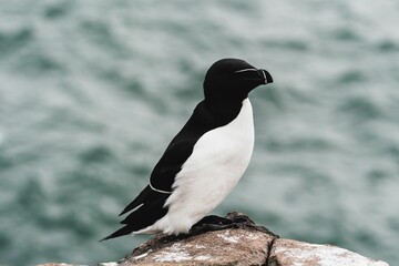 Closeup shot of a razor-billed auk perched on a rock in daylight