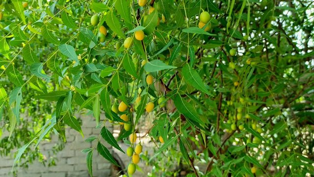 Closeup Shot Of Neem Tree Fruits And Leaves