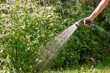 Hands of a girl with a watering hose close-up. The farmer's wife waters the tomatoes. The concept...