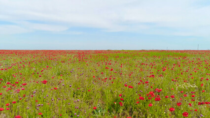 Obraz premium Top view of green field with red poppy on background of sky. Shot. Light wind sways poppy buds in field reaching horizon with blue sky. Blossoming beauty of poppy fields