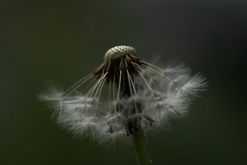 Closeup shot of a common dandelion blowball with half of its fluff blown and a blur background