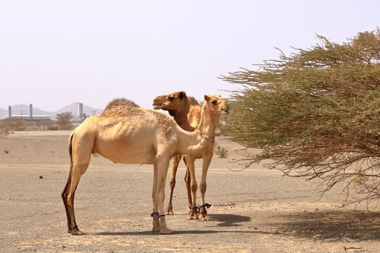 Oman, free walking camel near the street, beautiful barren landscape of mountains