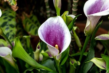 Closeup shot of calla lily