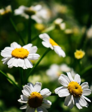 White And Yellow Summer Flowers