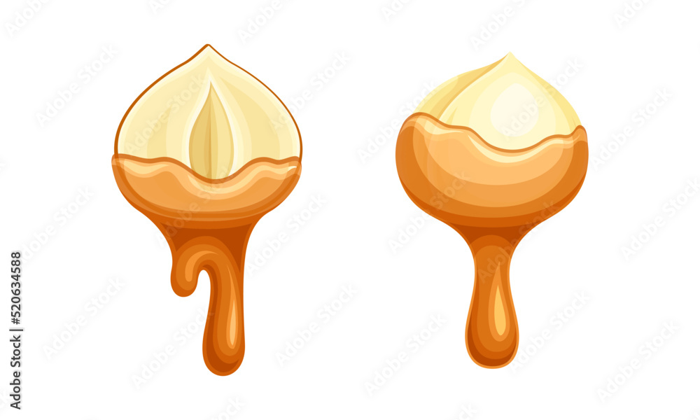 Poster Hazelnut as Edible Seed with Dripping Chocolate or Caramel Melting Liquid Vector Set