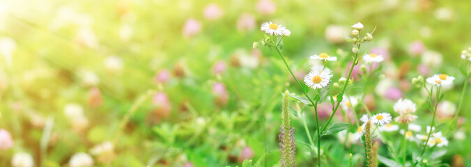Summer floral landscape with chamomile flowers and clover in the meadow. Banner.Copy space.