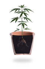 Growing plant with roots visible, isolated on white background,Cannabis Marijuana plant