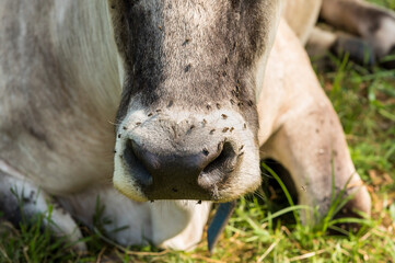 Closeup of nose of Alpine gray cow covered with flies.