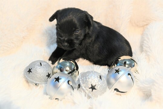 Newborn yorkie puppy christmas pictures 
