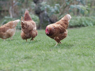 Hens free range on grass i
