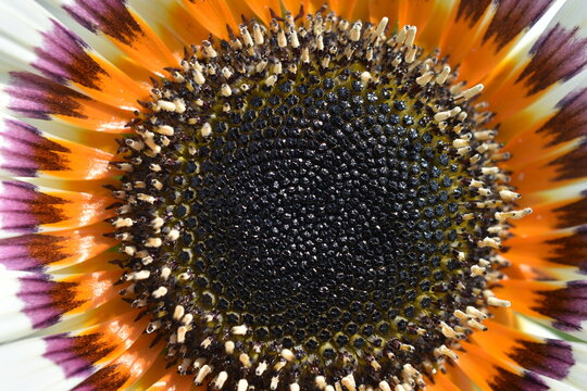 Large white flowers of venidium close-up. Parts of the flower stamens and pistils pollen.