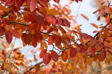 amelanchier lamarckii shadbush colorful autumnal shrub branches full of beautiful red orange yellow leaves