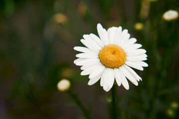 Obraz premium Summer concept, screensaver. View of daisy blossom in spring. selective soft focus. One chamomile, top view. outdoor rural horizontal background.