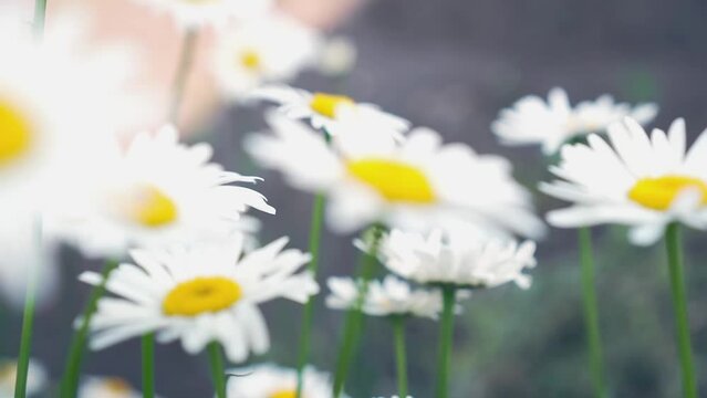 Chamomile Field Close Up View of a daisy flowers swaying in the wind. Camera movement along the meadow with a shallow depth of field. slow motion, hd video