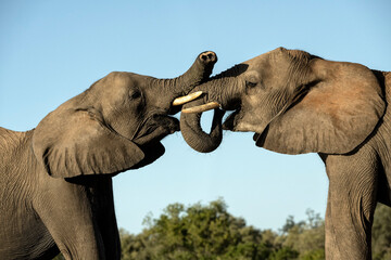 Fototapeta na wymiar African elephants (Loxodonta africana) sparring at waterhole in Mashatu - Botswana