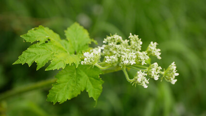Giant hogweed Heracleum mantegazzianum bloom flower blossom cartwheel-flower, western honey bee flying insects blooming saw achenes invasive Caucasus Eurasia cow parsley hogsbane expansive