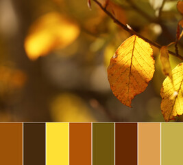 Palette of autumn colors and beautiful tree branch with bright leaves outdoors