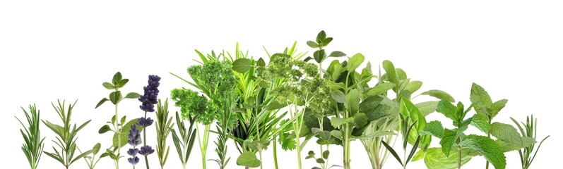 Many different aromatic herbs on white background, top view. Banner design