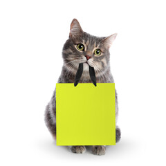 Cute grey tabby cat holding yellow paper shopping bag on white background