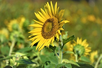 Sunflower fields, in all their glory!
