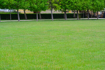 Green lawn with fresh grass, trees and bushes outdoors
