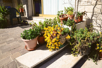 Fototapeta na wymiar Many beautiful potted plants on stairs outdoors