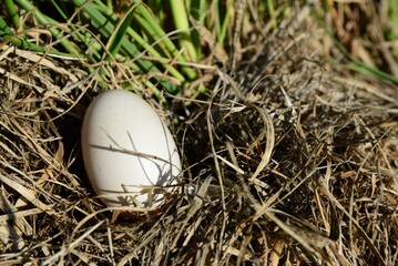 Obraz premium Nest with duck egg hidden in grass, closeup. Space for text