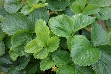 Bl&auml;tter Erdbeerpflanze nach Regen