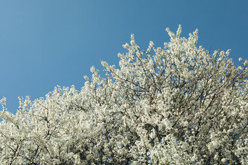 Branches of blossoming cherry tree with beautiful white flowers against blue sky