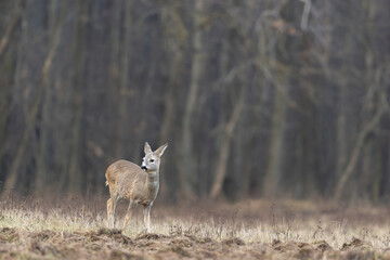 roe deer wild forest