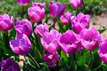 Tulip fields of gardening dreams!