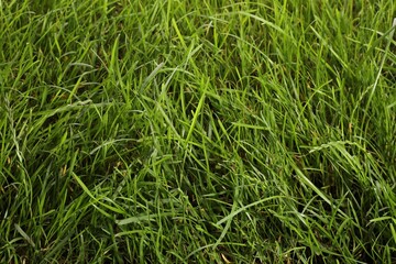 Beautiful lush green grass as background, closeup