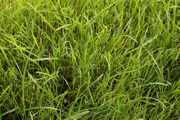 Beautiful lush green grass as background, closeup