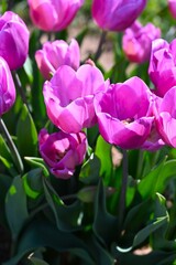 Tulip fields of gardening dreams!