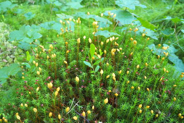 Moss and lichens on the bark of a tree in a spruce taiga forest. Karelia, Orzega. Yellow green moss on the trunk. Campylophyllum halleri. Atrichum flavisetum. Moss blooms.