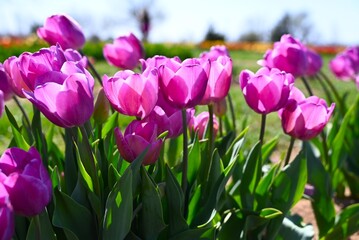 Tulip fields of gardening dreams!