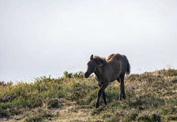 Wild horses in the Sierra de Bobia, with their beautiful foals