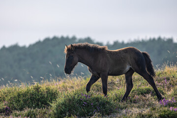Wild horses in the Sierra de Bobia, with their beautiful foals