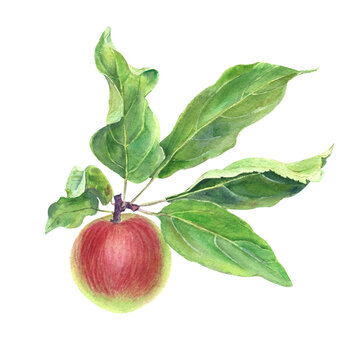 Apple on branch watercolor illustration. Red and green apple with leaves isolated on white background. Hand drawn painting.